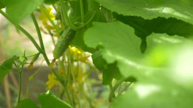 bir salatalık asma Close-up. çiçekli salatalık, 4 k, yakın çekim, ağır çekim