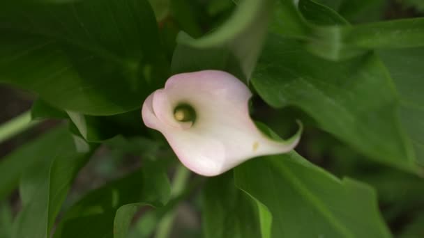 Suave flor de lirio de cala blanca mira hacia fuera de las hojas frescas verdes en el fondo. 4k, cámara lenta. primer plano — Vídeo de stock