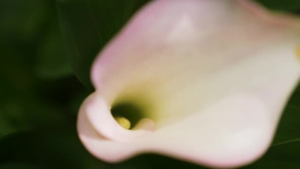 A flor de lírio calla branca doce olha para fora de folhas frescas verdes no fundo. 4K, câmara lenta. close-up — Vídeo de Stock