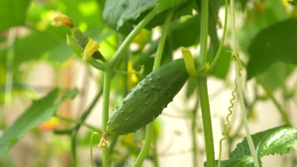 Primer plano de una vid de pepino. pepino de floración, 4k, primer plano, cámara lenta — Vídeo de stock