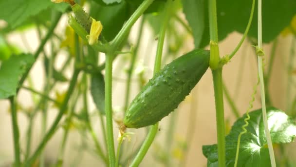 Bir salatalık asma Close-up. çiçekli salatalık, 4 k, yakın çekim, ağır çekim — Stok video