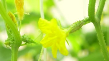 bir salatalık asma Close-up. çiçekli salatalık, 4 k, yakın çekim, ağır çekim.