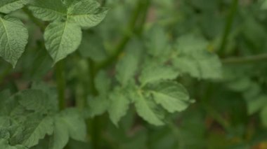 çiçek ve yaprak patates. 4k, yakın çekim,