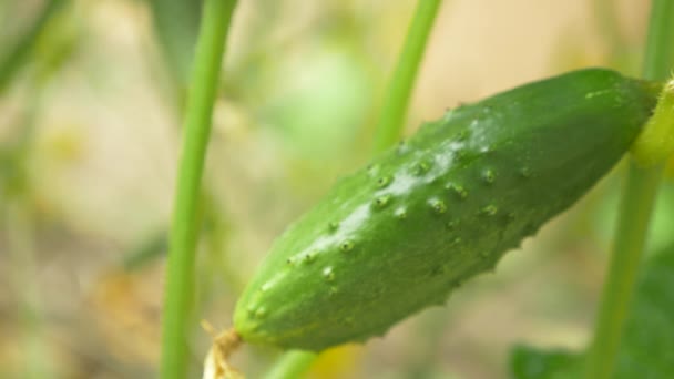 Close-up van een komkommer wijnstok. bloei van komkommer, 4 k, close-up, slow-motion — Stockvideo