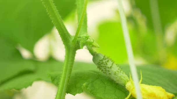 Close-up van een komkommer wijnstok. bloei van komkommer, 4 k, close-up, slow-motion — Stockvideo