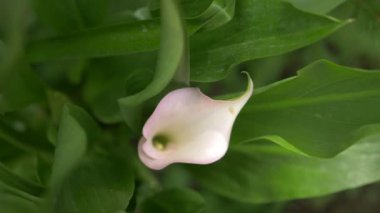 Yumuşak beyaz calla lily çiçek arka planda yeşil taze yaprakları görünüyor. 4k, ağır çekim. yakın çekim