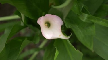 Yumuşak beyaz calla lily çiçek arka planda yeşil taze yaprakları görünüyor. 4k, ağır çekim. yakın çekim