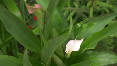 Yumuşak beyaz calla lily çiçek arka planda yeşil taze yaprakları görünüyor. 4k, ağır çekim. yakın çekim