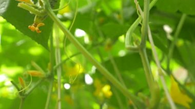 bir salatalık asma Close-up. çiçekli salatalık, 4 k, yakın çekim, ağır çekim