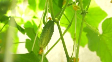 bir salatalık asma Close-up. çiçekli salatalık, 4 k, yakın çekim, ağır çekim