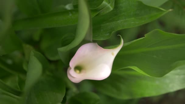 Delikatne białe calla lily flower wychodzi z zielonych liści świeżej w tle. 4k, zwolnionym tempie. szczelnie-do góry — Wideo stockowe