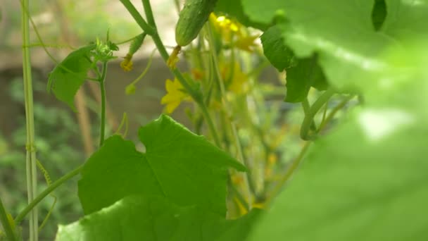 Gros plan d'une vigne de concombre. concombre à fleurs, 4k, gros plan, ralenti — Video