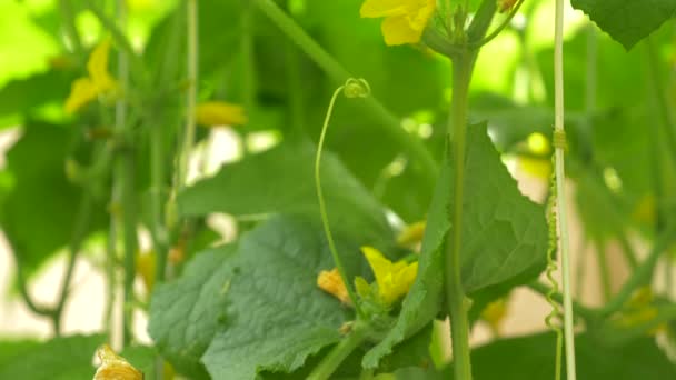 Primer plano de una vid de pepino. pepino de floración, 4k, primer plano, cámara lenta — Vídeo de stock