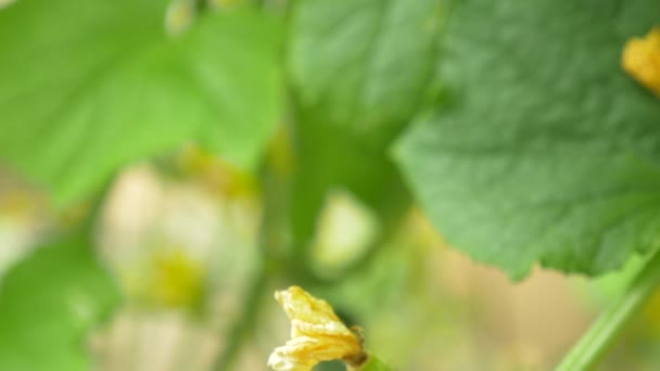 Primo piano di una vite di cetriolo. cetriolo in fiore, 4k, primo piano, rallentatore — Video Stock