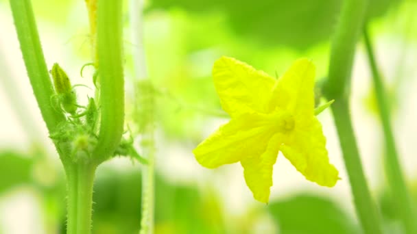 Primer plano de una vid de pepino. pepino de floración, 4k, primer plano, cámara lenta — Vídeo de stock