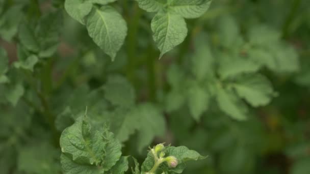 Floración y hojas de patatas. 4k, primer plano , — Vídeo de stock