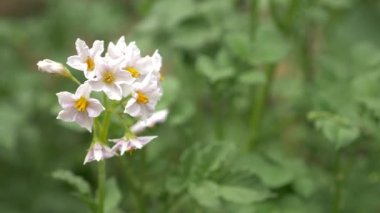 çiçek ve yaprak patates. 4k, yakın çekim,