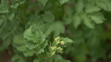 çiçek ve yaprak patates. 4k, yakın çekim,