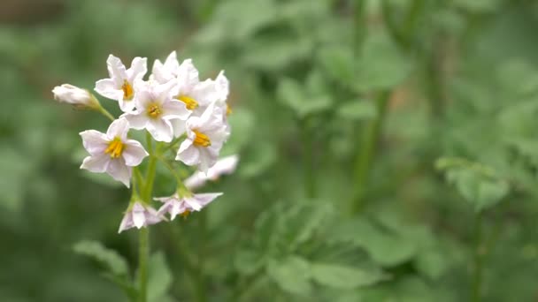 Floração e folhas de batatas. 4k, close-up , — Vídeo de Stock