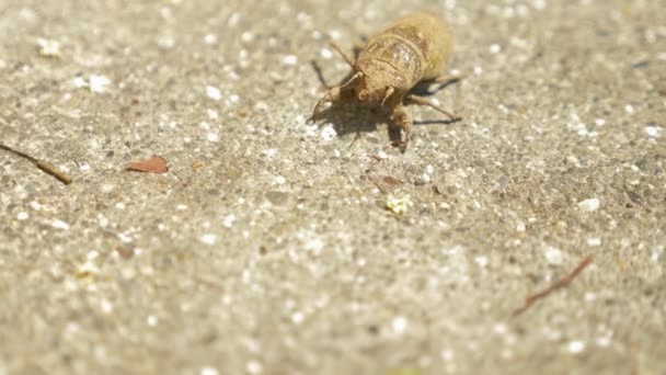 4k, szczegół. Larwa Cykada, pełzające asfalt. — Wideo stockowe