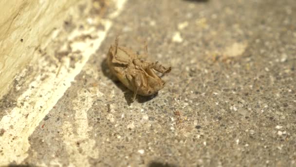 4k, närbild. en cikada larv kryper längs asfalten. — Stockvideo
