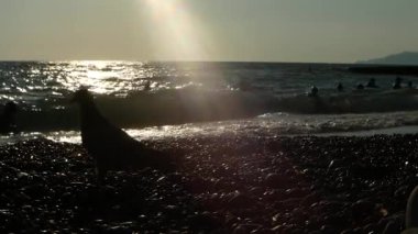 Gün batımında kumsalda oynayan mutlu insanların tanınamaz haldeki silueti..