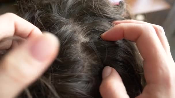 Gros plan. 4k, au ralenti. mains féminines, trouver des poux sur les têtes aux cheveux bruns. traitement de la pédiculose . — Video