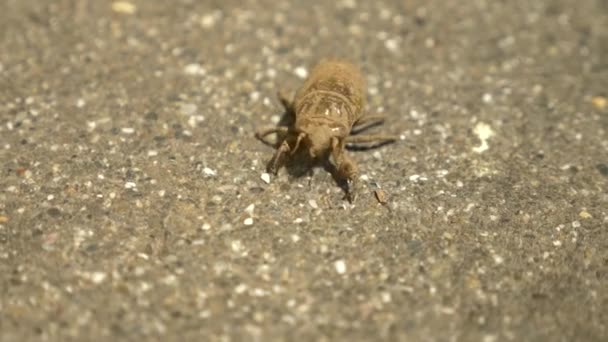 4k, primer plano. una larva de cigarra arrastrándose por el asfalto . — Vídeos de Stock