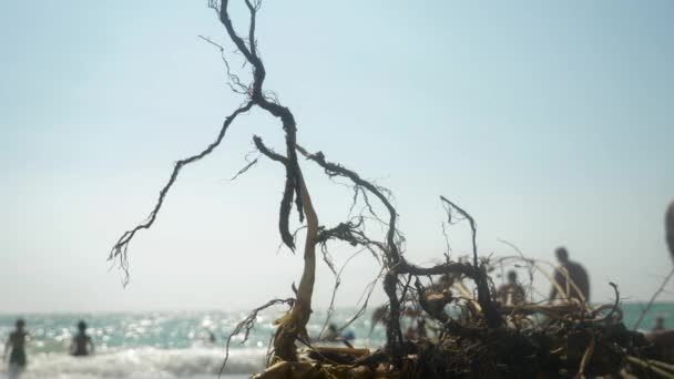 Концепция экологической кампании. крупным планом. загвоздка, которую море выбросило на берег во время бури. на заднем плане люди на пляже. размытость. 4k, slow motion — стоковое видео