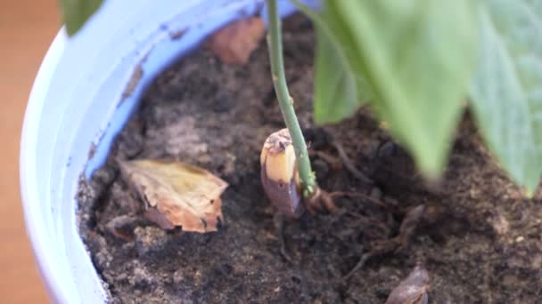 Detalhes de sementes de abacate germinadas. 4k, movendo o foco . — Vídeo de Stock