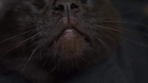 Primo piano del naso e della bocca di un gatto nero. il gatto annusa qualcosa e la lecca. 4k, rallentatore — Video Stock