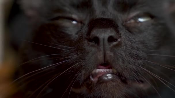 Close-up van de neus en de mond van een zwarte kat. de kat ruikt iets, lickens en miauwt. 4k, slow-motion — Stockvideo