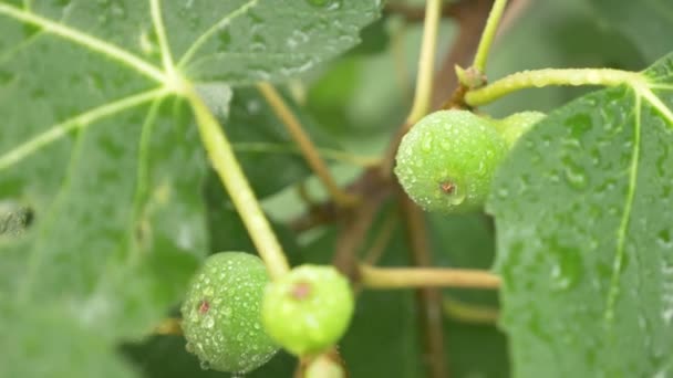 Figos verdes no ramo de uma figueira. gotas de água. árvore depois da chuva. 4k — Vídeo de Stock
