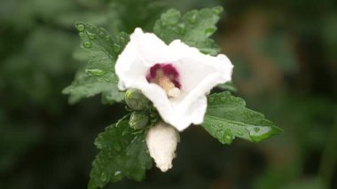 Beyaz çiçekler Rose of Sharon veya Althea kapatın. Hibiscus syriacus. bir yağmur sonra çiğ yaprakları ve yaprakları damla. 4k