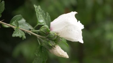Beyaz çiçekler Rose of Sharon veya Althea kapatın. Hibiscus syriacus. bir yağmur sonra çiğ yaprakları ve yaprakları damla. 4k