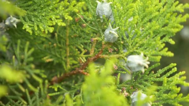 Platycladus es un género de coníferas perteneciente a la familia Cupressaceae. conos inmaduros de biota con gotas de rocío. 4k — Vídeo de stock