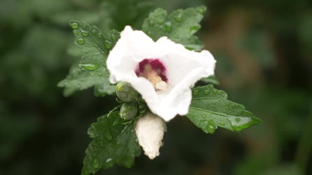 A Rose of Sharon vagy Althea közelről fehér virágok. Hibiscus syriacus. Miután egy eső csepp harmat a szirmok és levelek. 4k — Stock videók