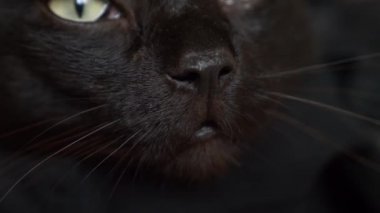 siyah bir kedi burun Close-up. kedi bir şey kokluyor. 4k, ağır çekim