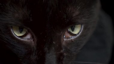 yakın çekim yeşil gözlü siyah bir kedi. sağlıksız gözler. 4k