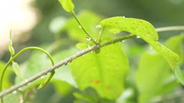 loach, yaprakların üzerine yağmur damla yakın çekim, 4k