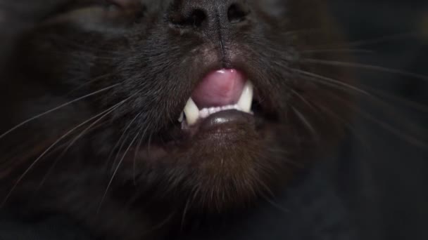 Close-up van de neus en de mond van een zwarte kat. de kat is iets en likt het. 4k, slow-motion — Stockvideo