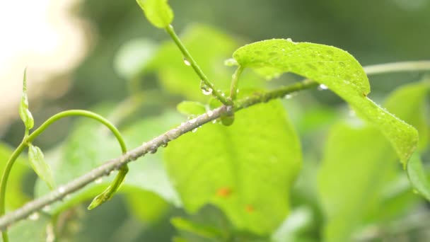 Loach, yaprakların üzerine yağmur damla yakın çekim, 4k — Stok video