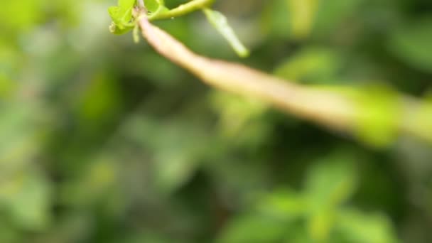 Gouttes de pluie sur les feuilles de la limande, gros plan, 4k — Video