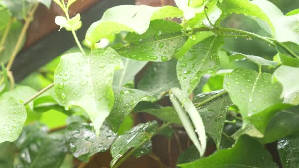Капли дождя на листья, крупным планом, 4k — стоковое видео