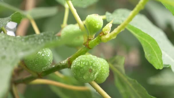 Higos verdes en la rama de una higuera. gotas de agua. árbol después de la lluvia. 4k — Vídeos de Stock