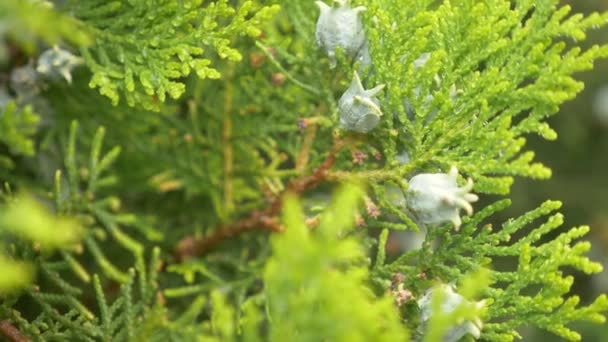 Platycladus é um género botânico pertencente à família Cupressaceae. cones imaturos de biota com gotas de orvalho. 4k — Vídeo de Stock