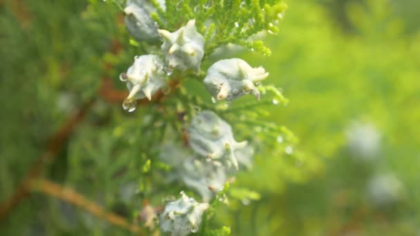 Platycladus é um género botânico pertencente à família Cupressaceae. cones imaturos de biota com gotas de orvalho. 4k — Vídeo de Stock