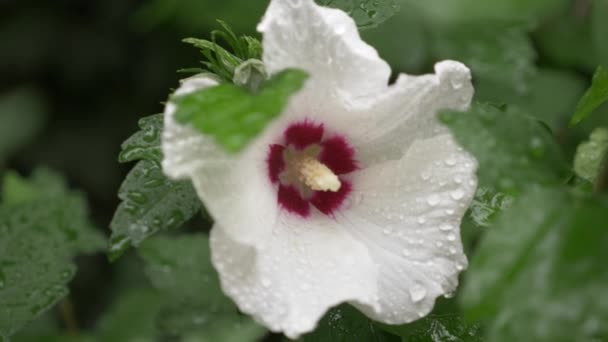 Beyaz çiçekler Rose of Sharon veya Althea kapatın. Hibiscus syriacus. bir yağmur sonra çiğ yaprakları ve yaprakları damla. 4k — Stok video