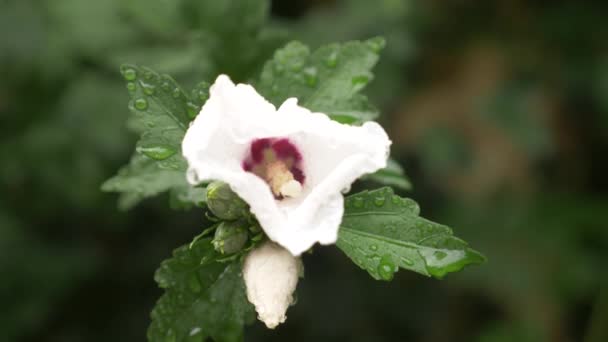 Weiße Blüten in Nahaufnahme von Rosen von Sharon oder Althea. hibiscus syriacus. nach einem Regen, Tautropfen auf Blüten und Blättern. 4k — Stockvideo