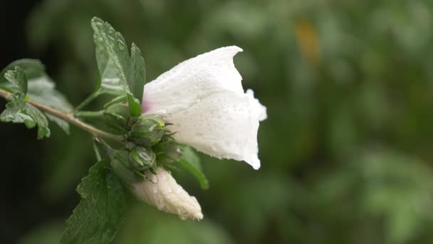 Fiori bianchi da vicino di Rosa di Sharon o Althea. Ibisco syriaco. dopo una pioggia, gocce di rugiada su petali e foglie. 4k — Video Stock